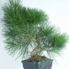 Pinus thunberghii