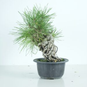 Pinus  thunberghii