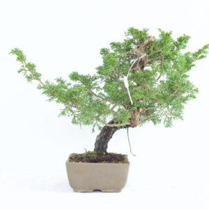 Juniperus Chinensis Itoigawa